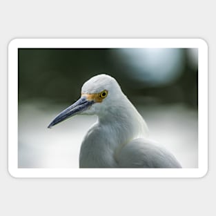 Snowy Egret Sticker